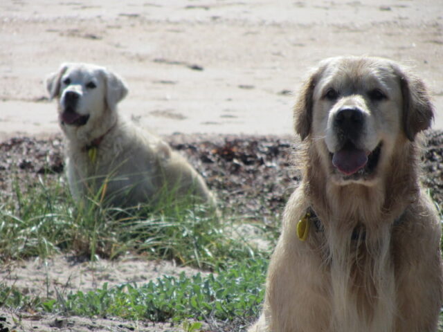 Dune Dogs